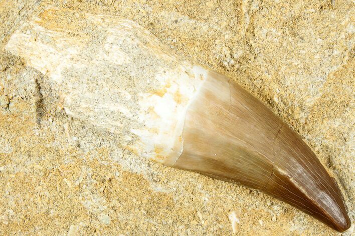 Fossil Mosasaur (Prognathodon) Tooth in Rock - Partial Root #311869